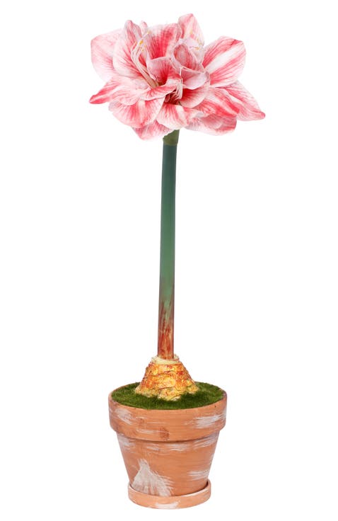Potted Amaryllis Flower, Set of 2