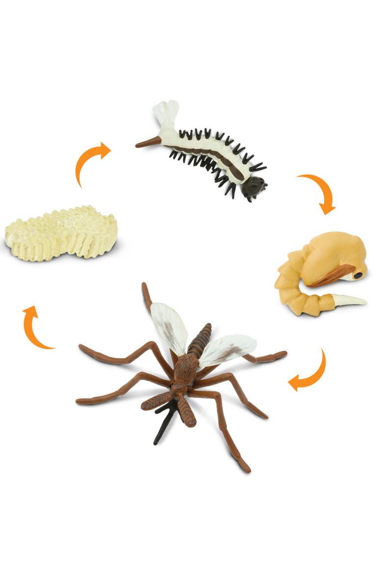 Life Cycle Of A Mosquito, Alternate, color, No Color