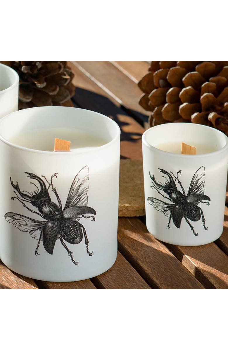 Vila Hermanos Insect Candle In Jar 2.65 Ounce, Alternate, color, Lucanus Cervus