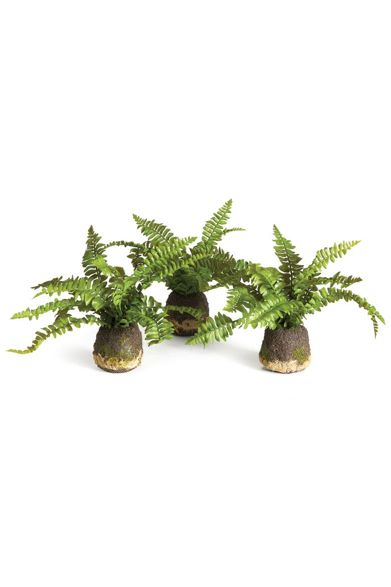 Boston Fern Drop-Ins, Set Of 3, Main, color, Green
