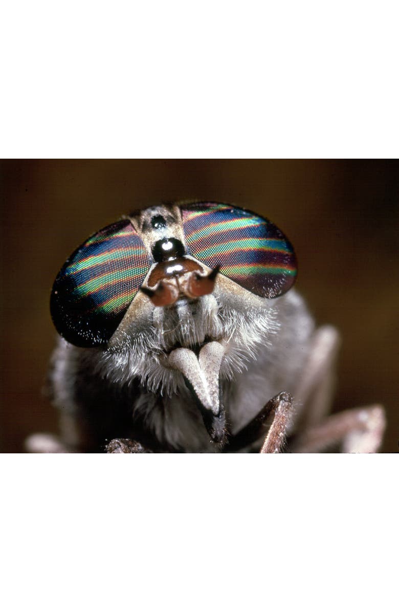 VULIWEAR ReVamp Polarized Sunglasses, Alternate, color, Kijani