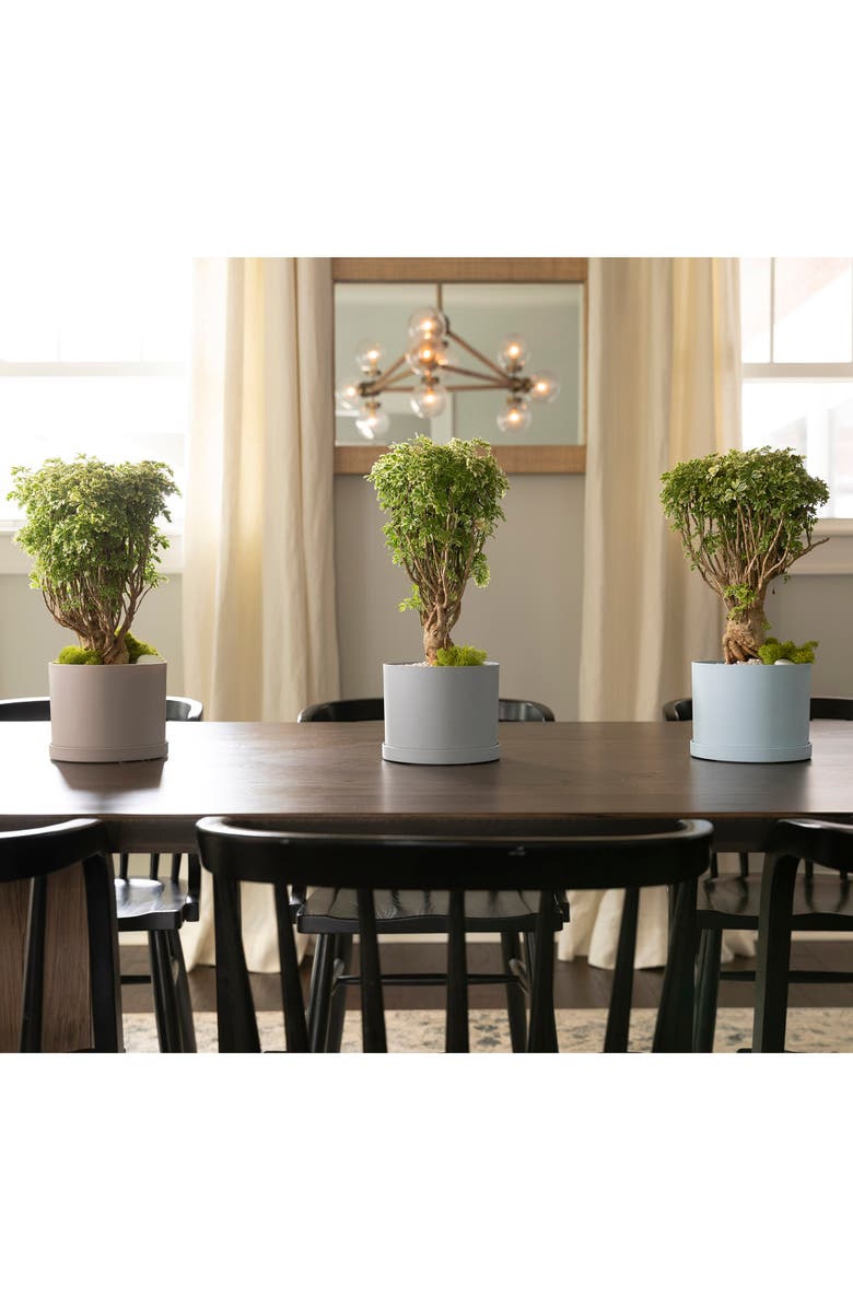 Bloem Mathers Planter w/ Saucer Tray 10" Misty Blue, Alternate, color,