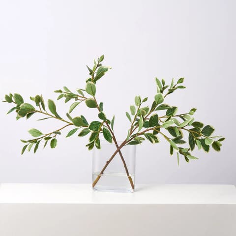 Japanese Euonymus Branches in Modern Oval Vase