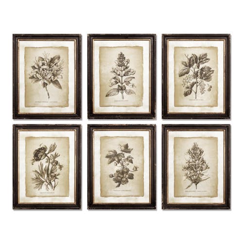 Napa Home & Garden Framed Vintage Floral Prints Set Of 6 In Black