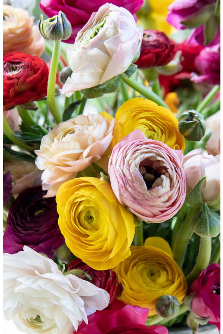 Petals for Me Paint by Numbers Kit, Alternate, color, Red / Yellow / White
