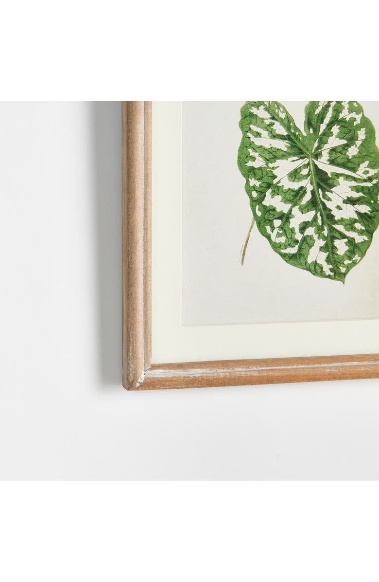 Napa Home & Garden Leaf Cuttings Petite Prints Set of 3, Alternate, color, Green