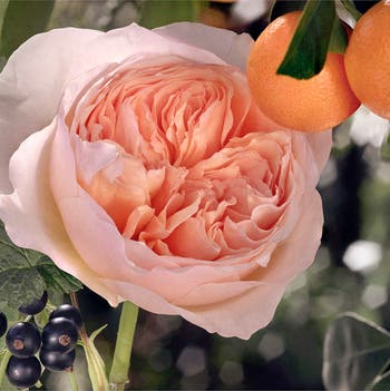 Rose Tangerine Eau de Toilette