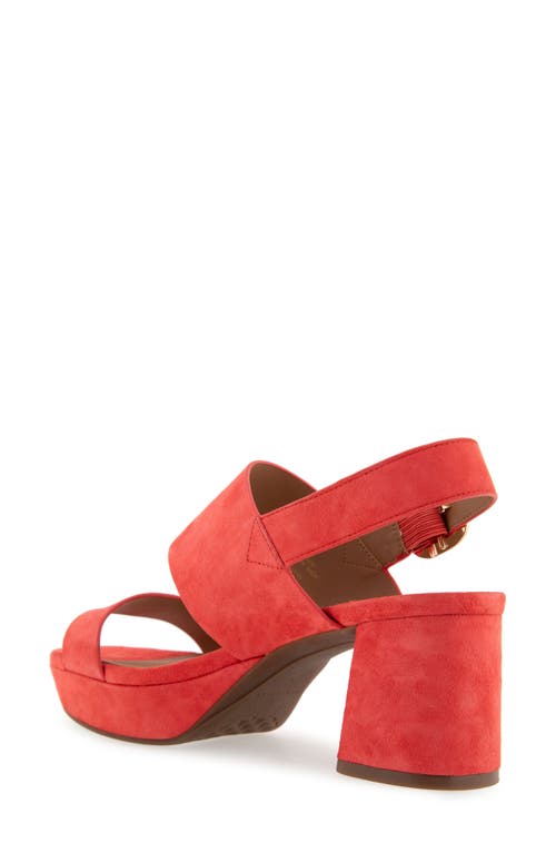 AEROSOLES AEROSOLES CAMERA PLATFORM SANDAL 
