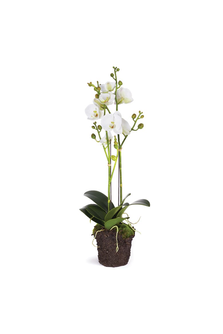 Phalaenopsis X 2 Drop-In 23", Main, color, White