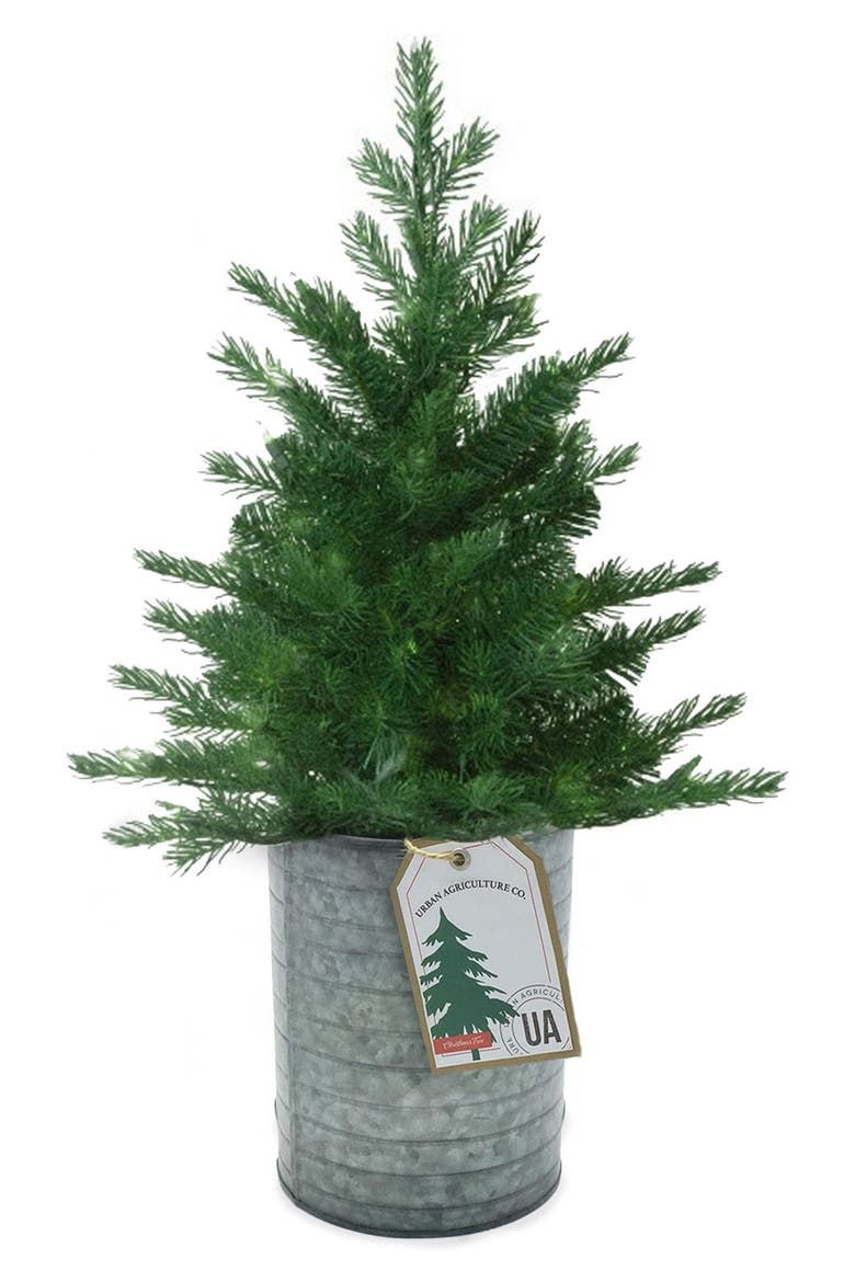 Live Christmas Tree Seeds in a Tin Kit, Main, color, WHITE