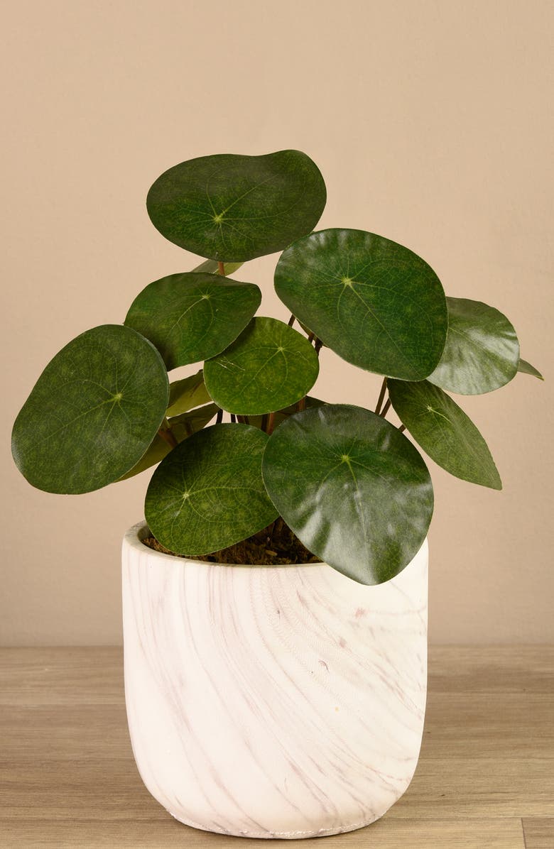 Bloomr Potted Pancake Plant Planter Decoration, Alternate, color, 