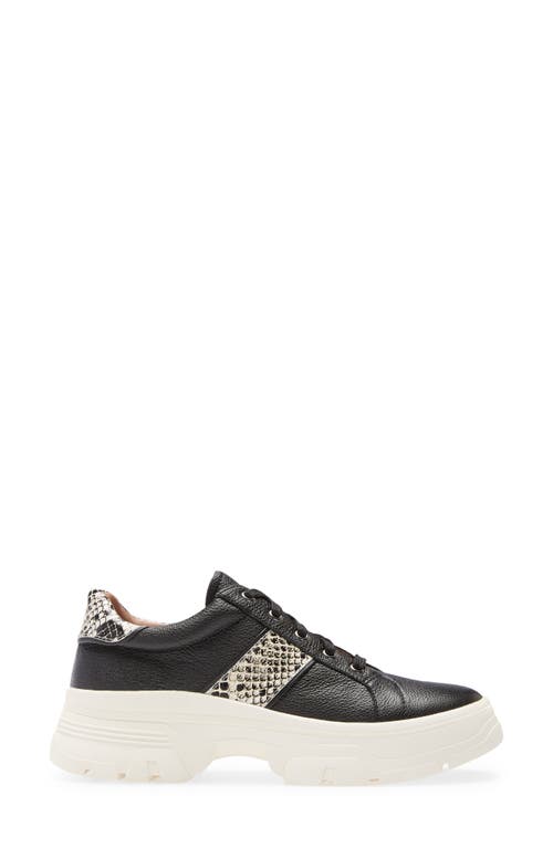 Shop Linea Paolo Roffe Platform Sneaker In Black/cream/black Leather