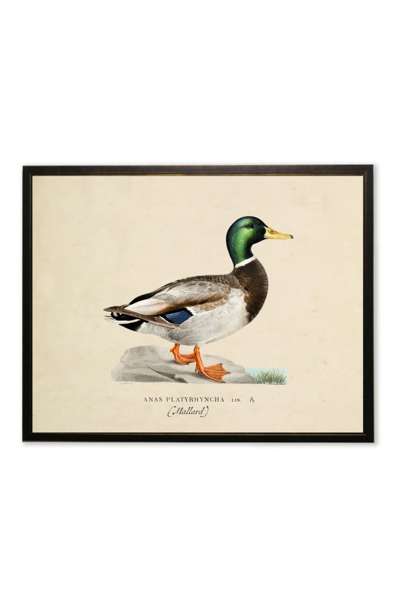 Antique Curiosities Mallard Print in Copper and Black Frame, Main, color, Multi