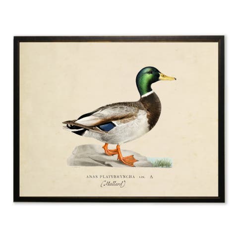 Mallard Print in Copper and Black Frame