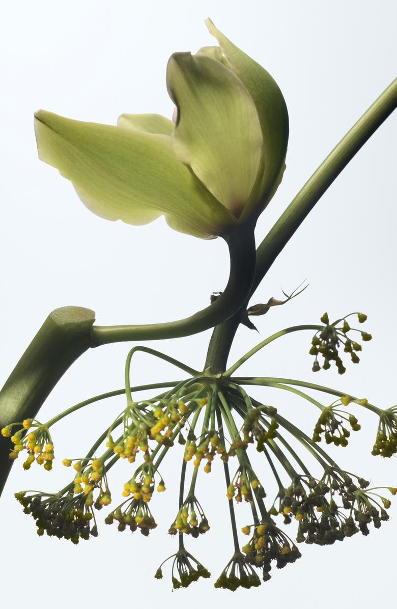 Dries Van Noten Vanille Camouflage Refillable Eau de Parfum, Alternate, color, 