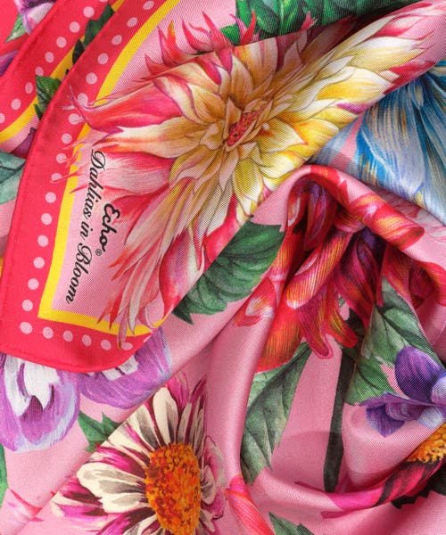 Echo Dahlias In Bloom In Multi