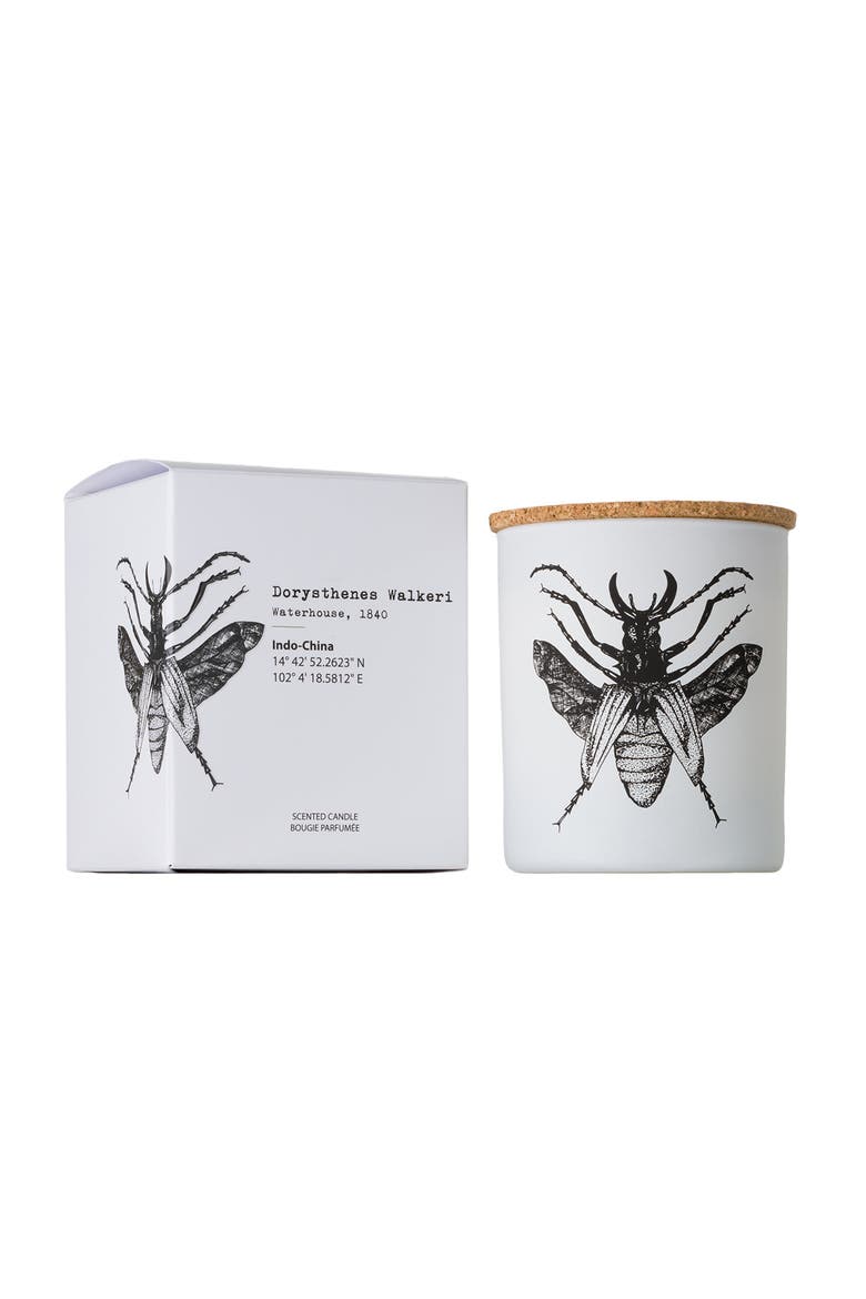 Vila Insect Candle In Jar 6.7 Ounce, Main, color, Dorysthenes Walkeri