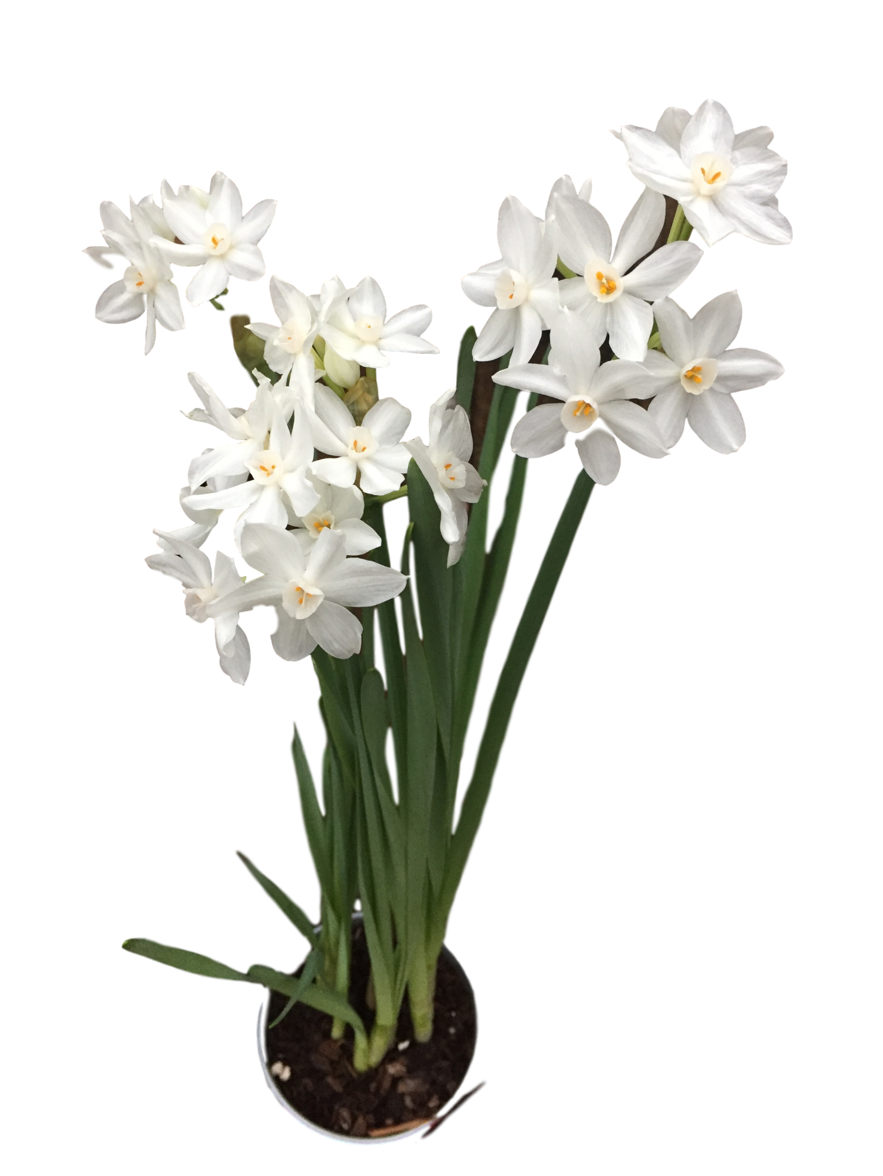selected White