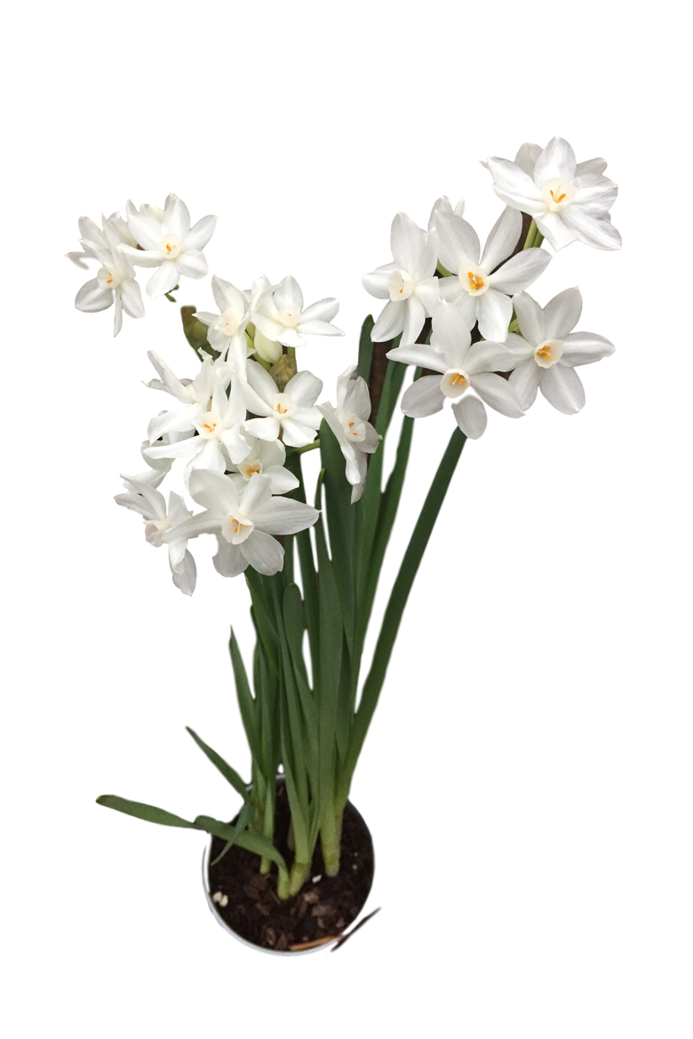 Paperwhite Bulbs 14-16+ 50 Bulbs, Main, color, White