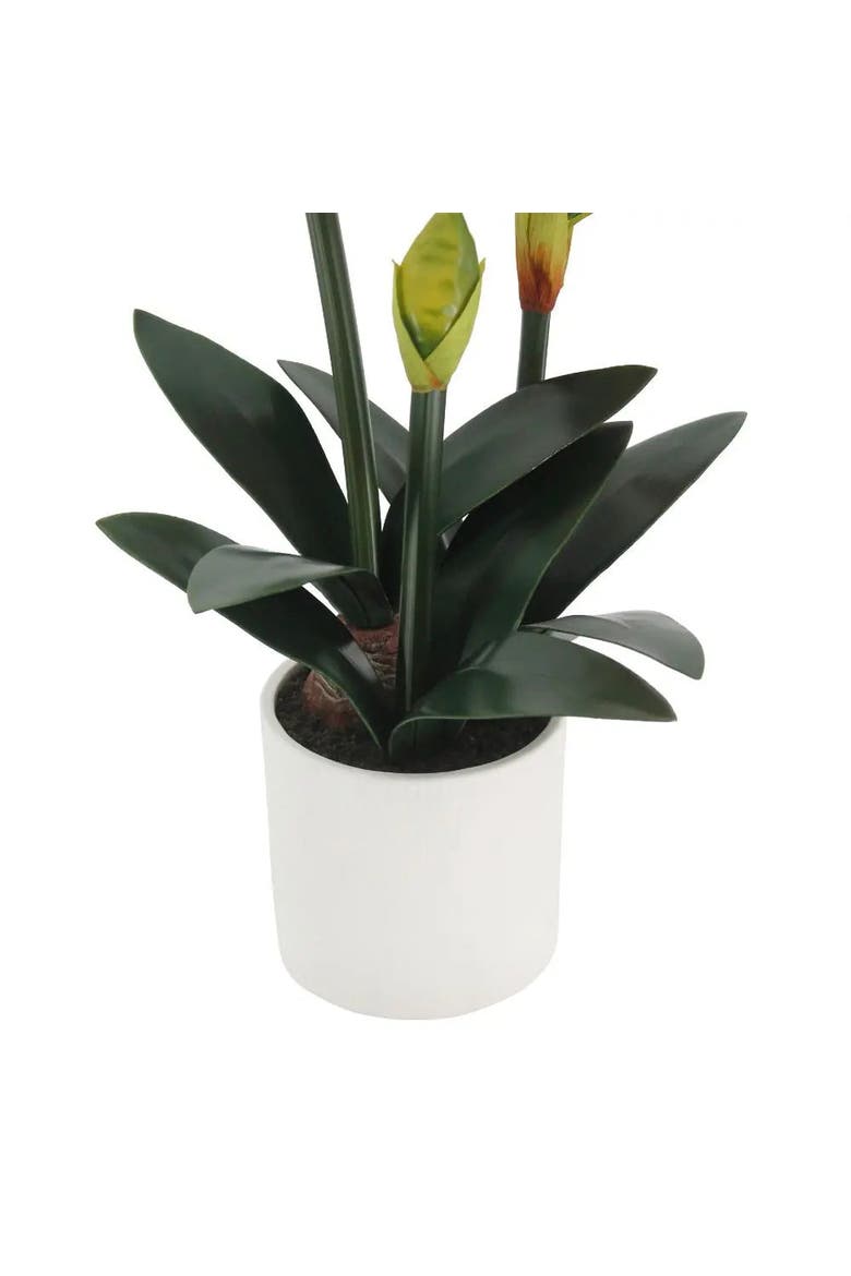 24" White Amaryllis Arrangement in Pot, Alternate, color, White
