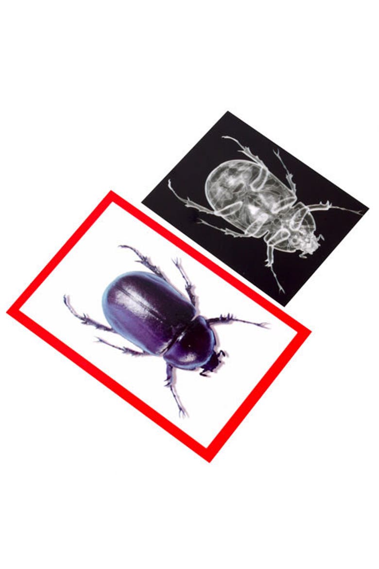 Insect X-Ray and Picture Cards, Alternate, color, Multicolor