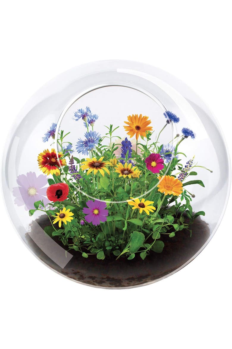 Wild Flower Glass Terrariums, Terrarium Starter Kit with Complete Supplies, Quick Blooms, Easy Care, Main, color, None