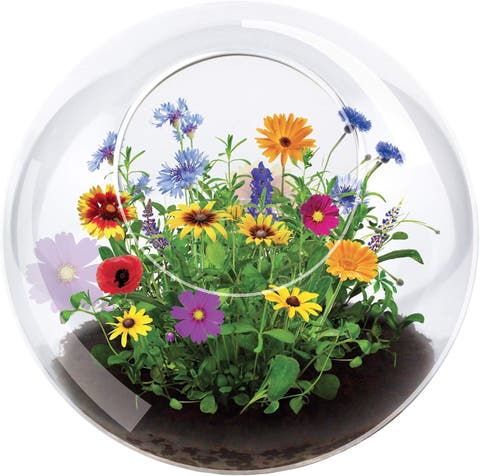 Wild Flower Glass Terrariums, Terrarium Starter Kit with Complete Supplies, Quick Blooms, Easy Care