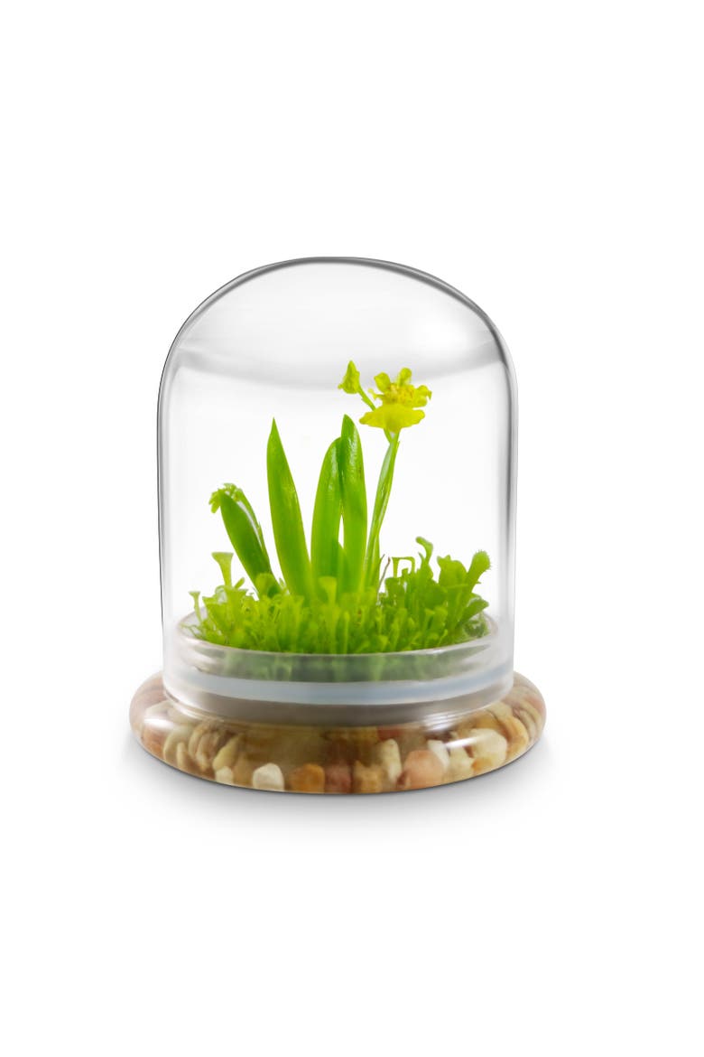 Everlasting Orchid Terrarium with Sundew Moss, Alternate, color, Yellow