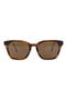 selected Tortoise Tortoise Bronze