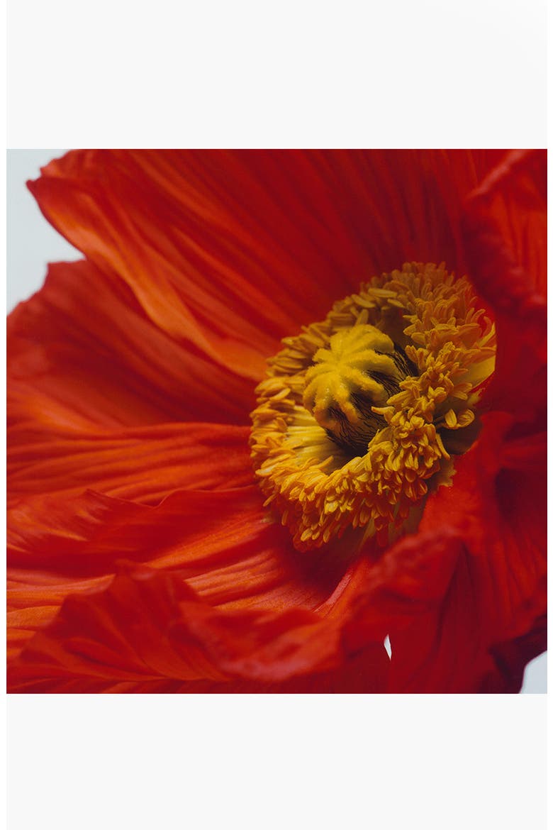 Scarlet Poppy Cologne Intense, Alternate, color, NO COLOR