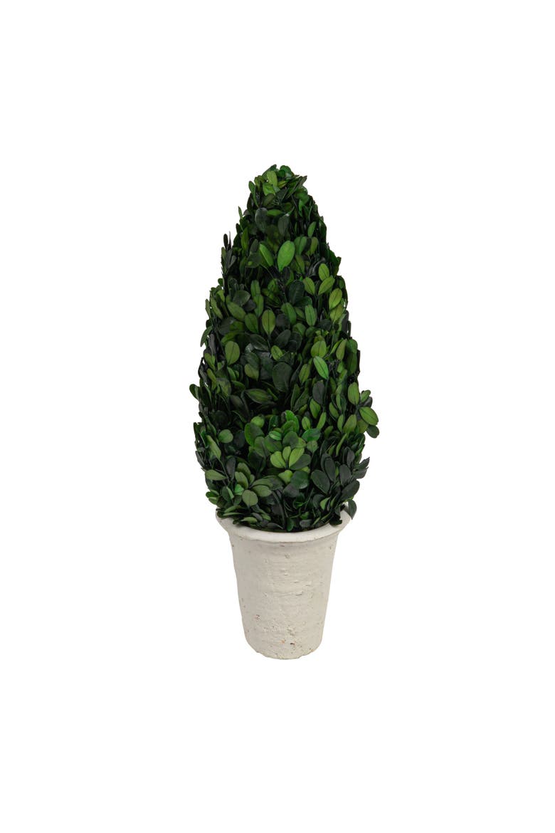 17 in. Preserved Boxwood Cone Topiary in Clay Pot, Main, color, Green