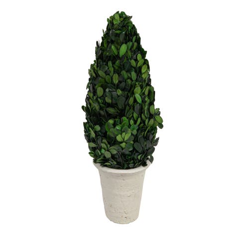 17 in. Preserved Boxwood Cone Topiary in Clay Pot