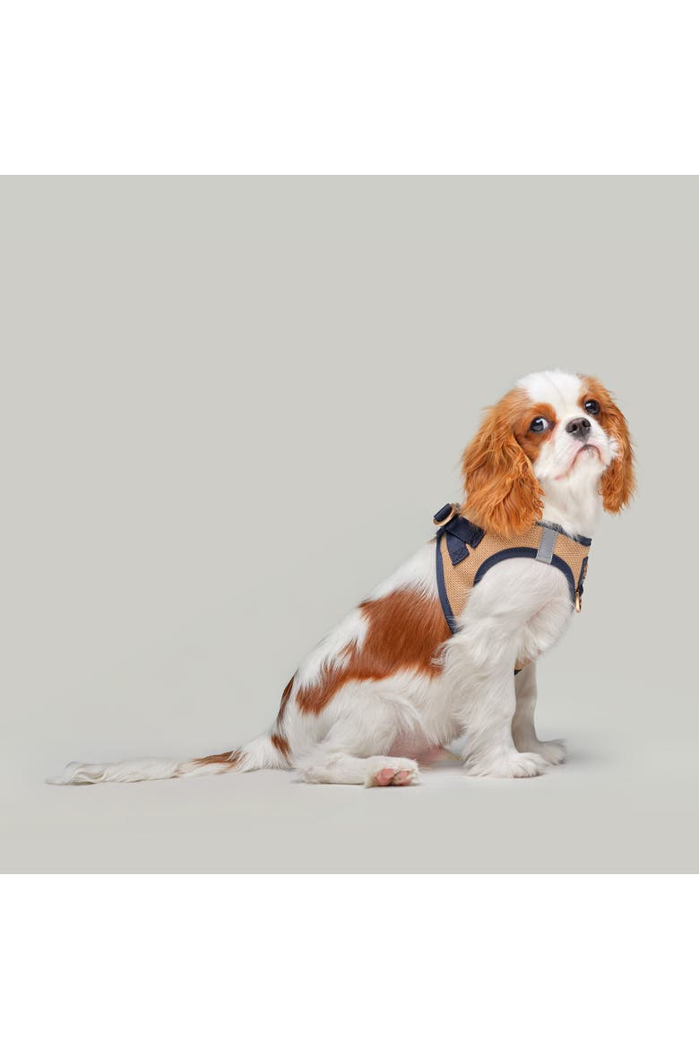 City Leash Set, Alternate, color, Hamptons