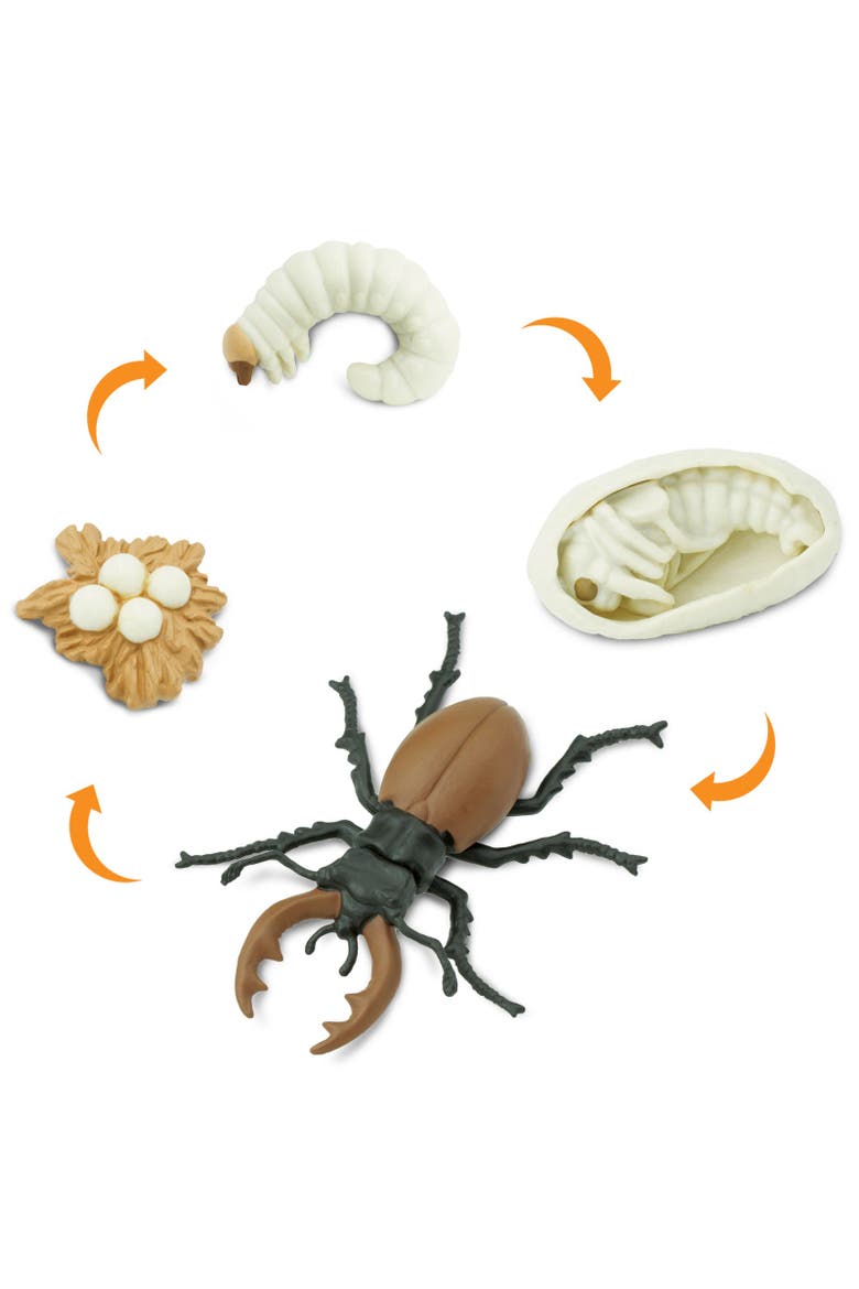Life Cycle Of A Stag Beetle, Alternate, color, No Color
