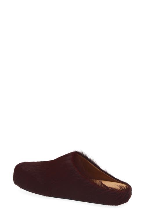 Marni Fussbett Sabot Genuine Calf Hair Clog In Brown