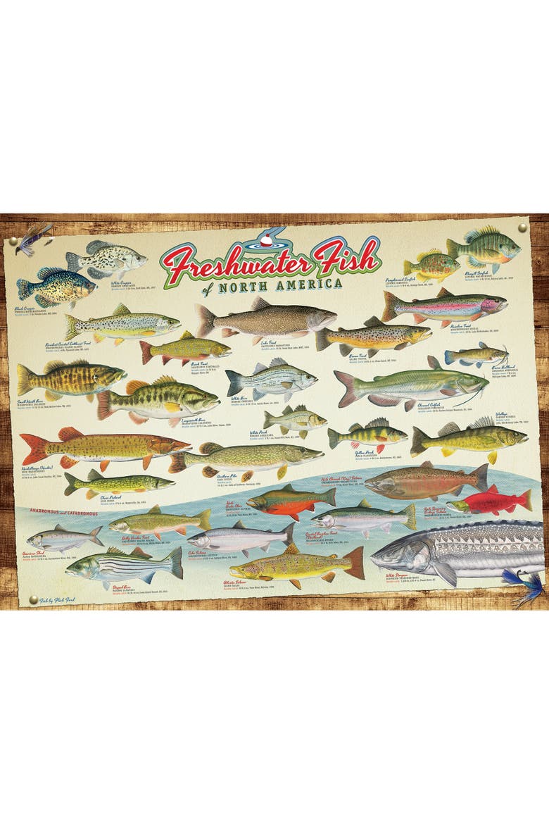 Freshwater Fish Of North America 1000 Piece Puzzle, Alternate, color, Multicolored