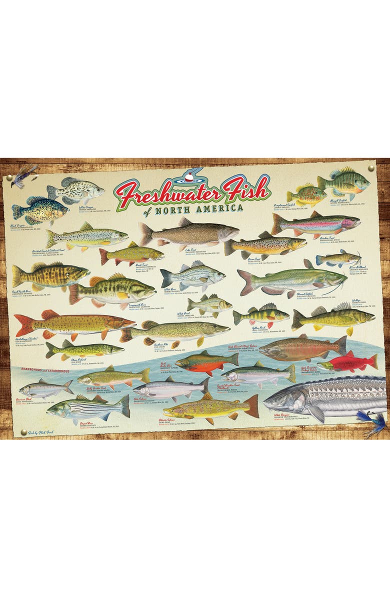 Cobble Hill Freshwater Fish Of North America 1000 Piece Puzzle, Alternate, color, Multicolored