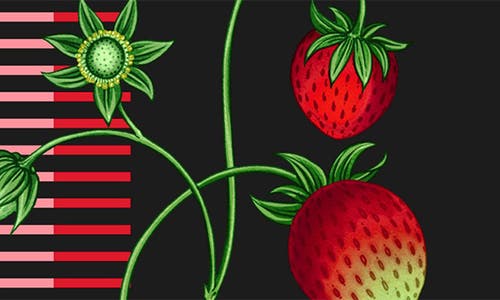Nest New York Santa Barbara Strawberry Perfume Oil In Transparent