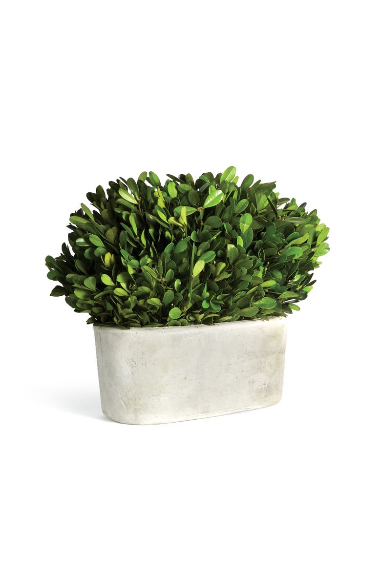 Boxwood Bush In Oval Pot, Main, color, Green