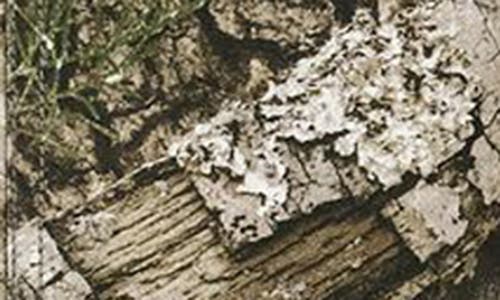 Jordan Flight Chicago Realtree Jacket In Multi