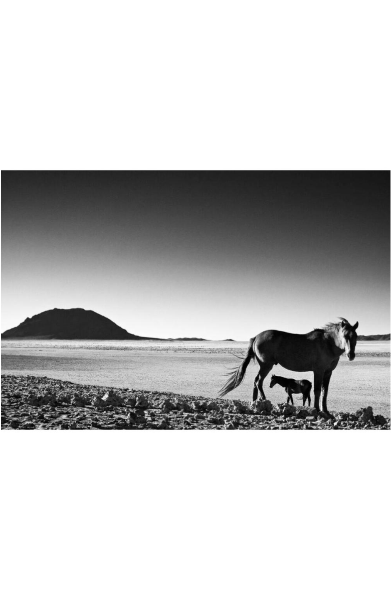 Mbare Foal - Fine Art Canvas Print by David Ballam, Main, color,