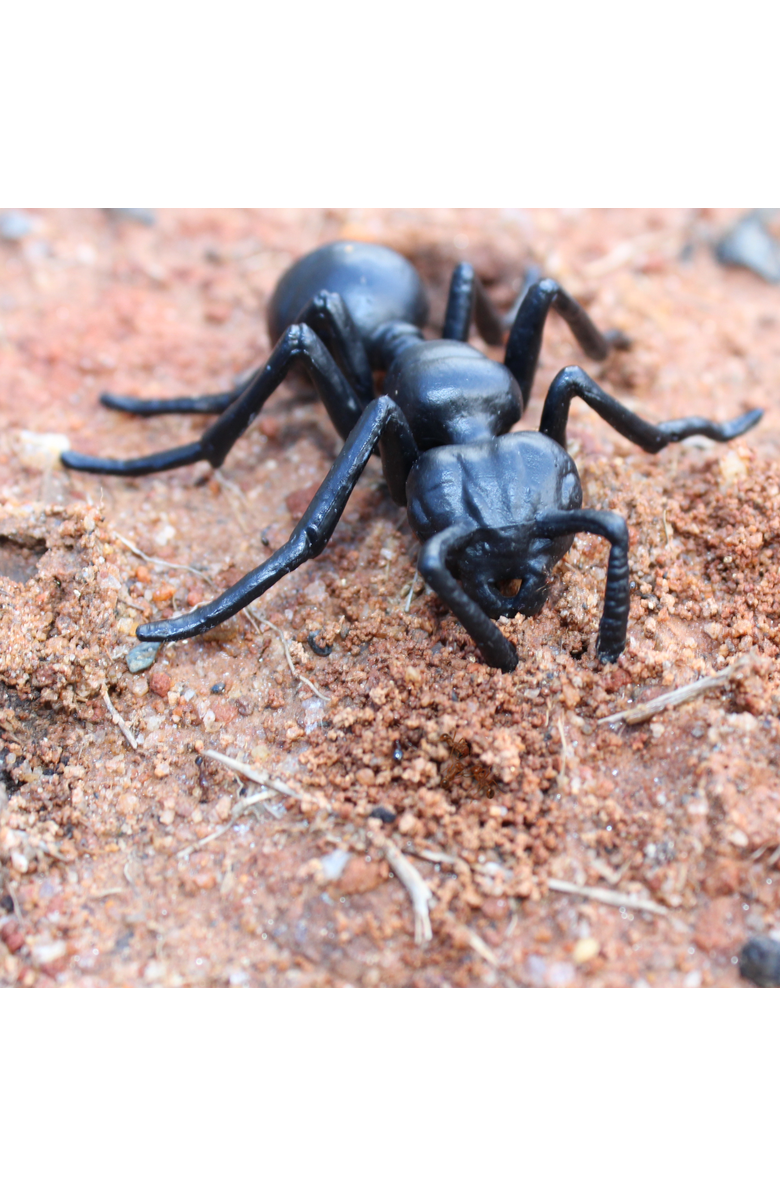 Safari Ltd. Life Cycle Of An Ant, Alternate, color, NO COLOR