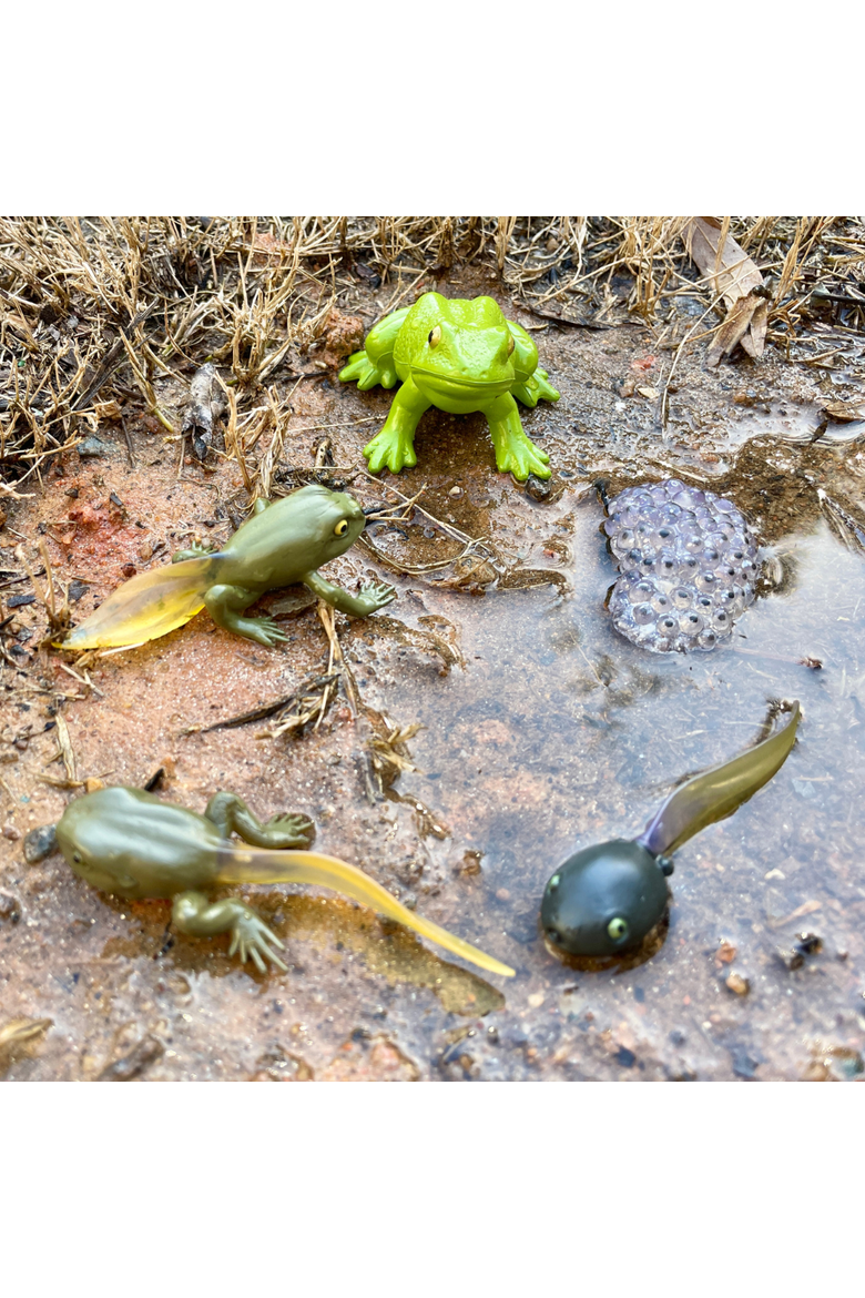 Life Cycle Of A Frog, Alternate, color, No Color