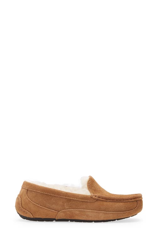 Ugg Boy's Ascot Suede Slippers W/ Wool-lining, Kids In Brown