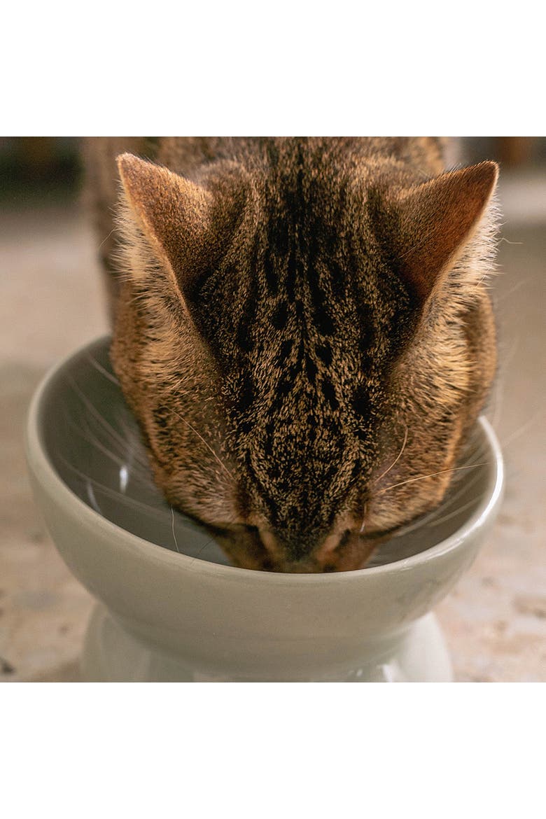 Elevated Ceramic Bowl For Cats, Desert Green, 7oz Capacity, Alternate, color, Green