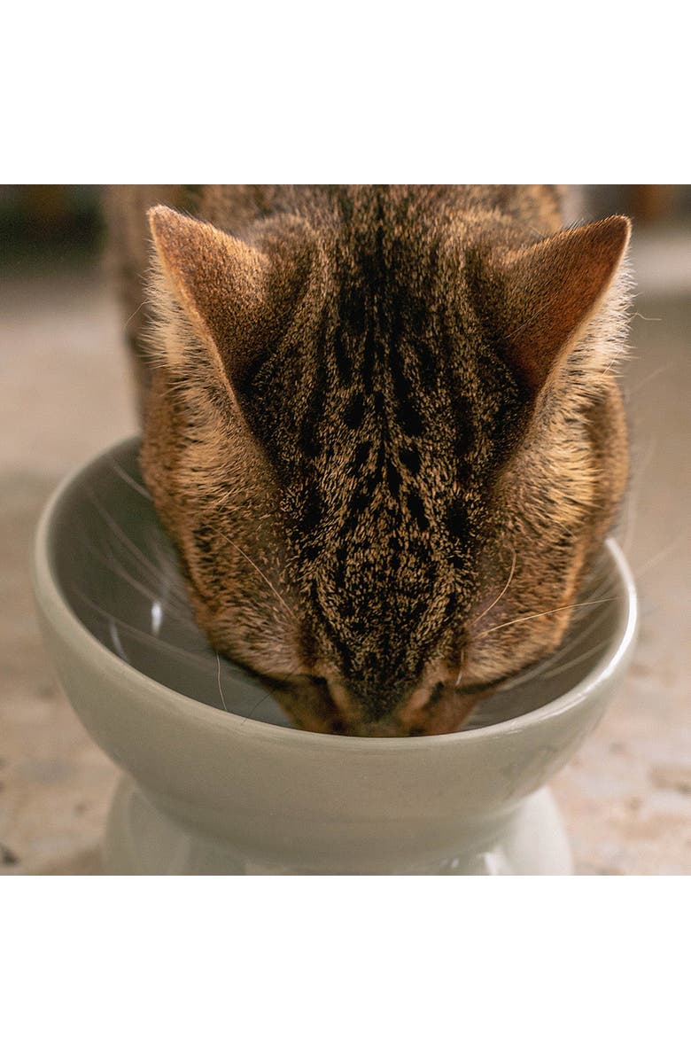 Dexypaws Elevated Ceramic Bowl For Cats, Desert Green, 7oz Capacity, Alternate, color, Green