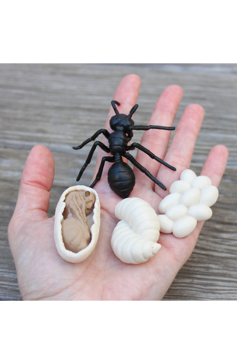 Safari Ltd. Life Cycle Of An Ant, Alternate, color, NO COLOR