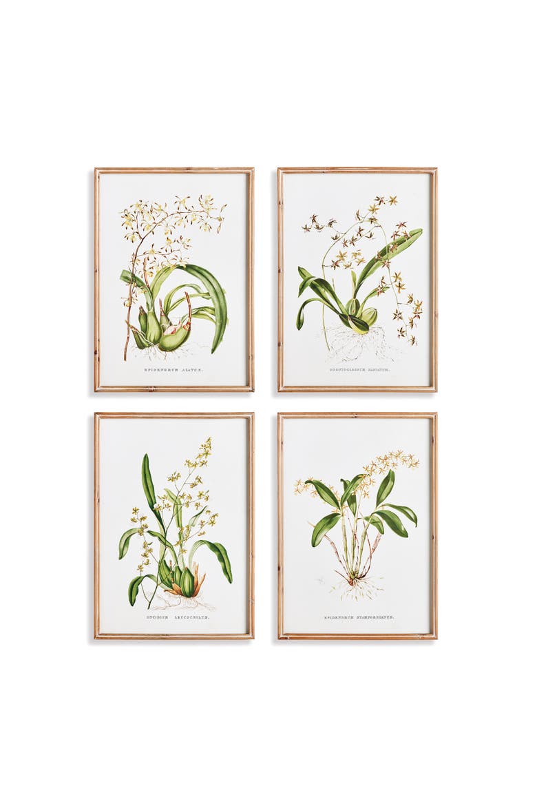 Orchid Assortment Study Set Framed Wall Art of 4, Main, color, Green