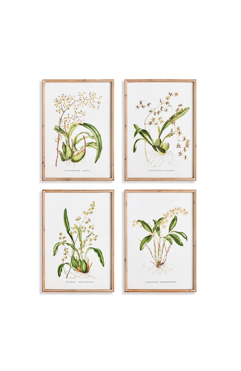 Napa Home & Garden Orchid Assortment Study Set Framed Wall Art of 4, Main, color, 