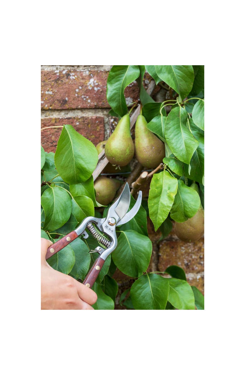 Burgon & Ball Wood Handle Bypass Pruner & Gift Box, 3/4 in. Cut Capacity, Alternate, color, Stainless Steel